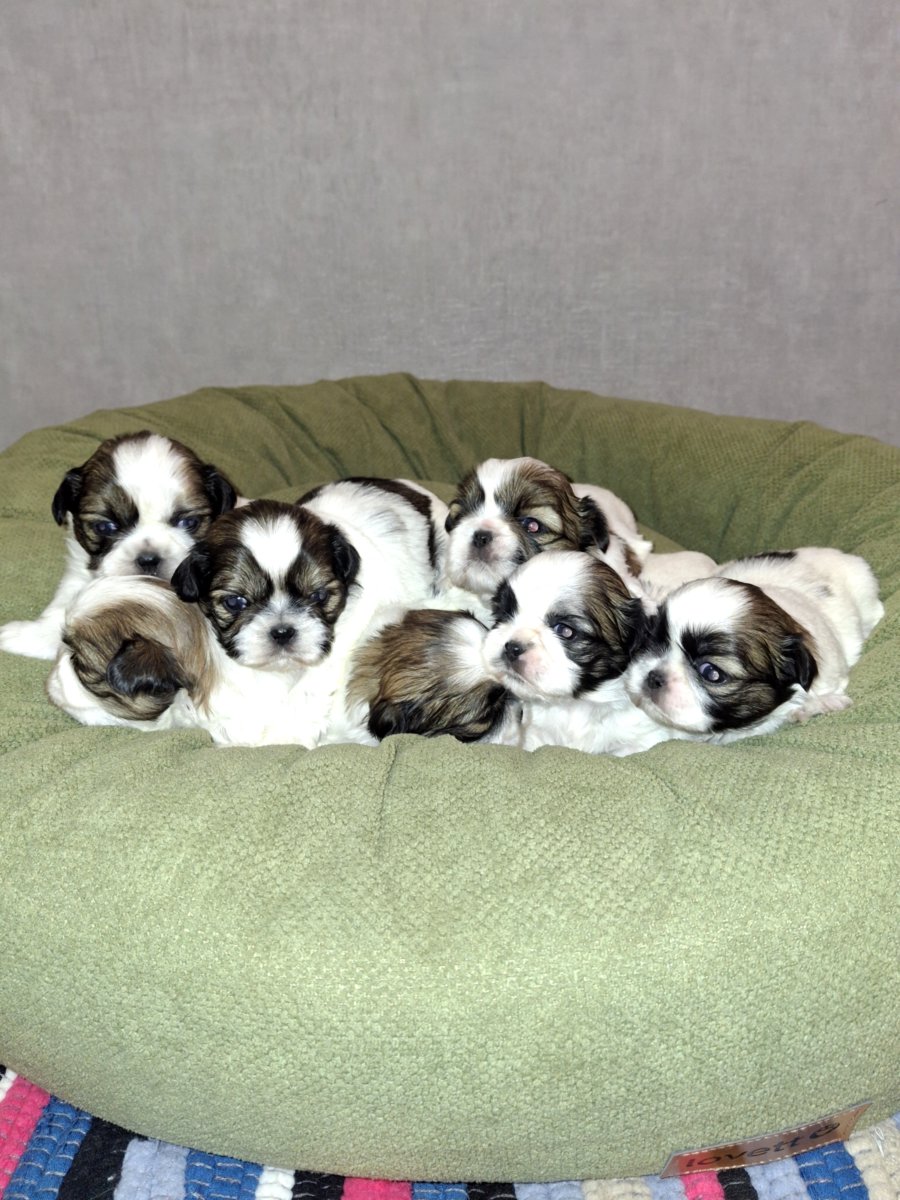 Идеальные чистокровные щенки Ши-Тцу. 