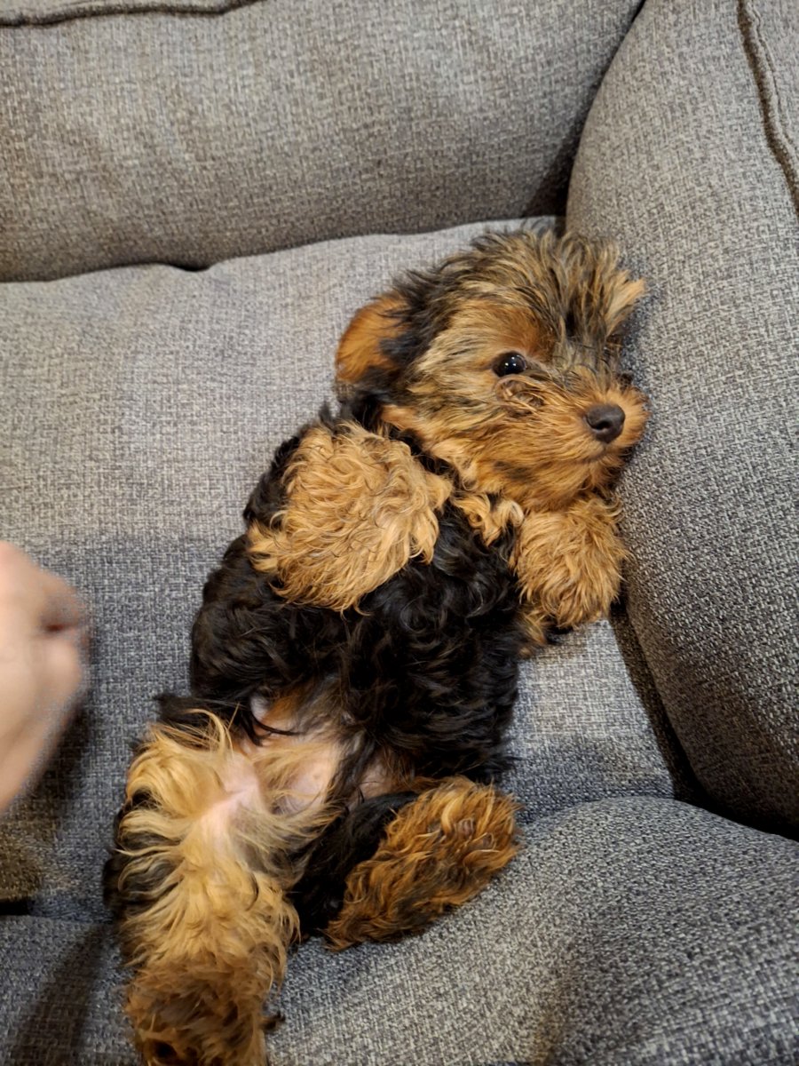 Чистокровные щенки Йоркширского Терьера.