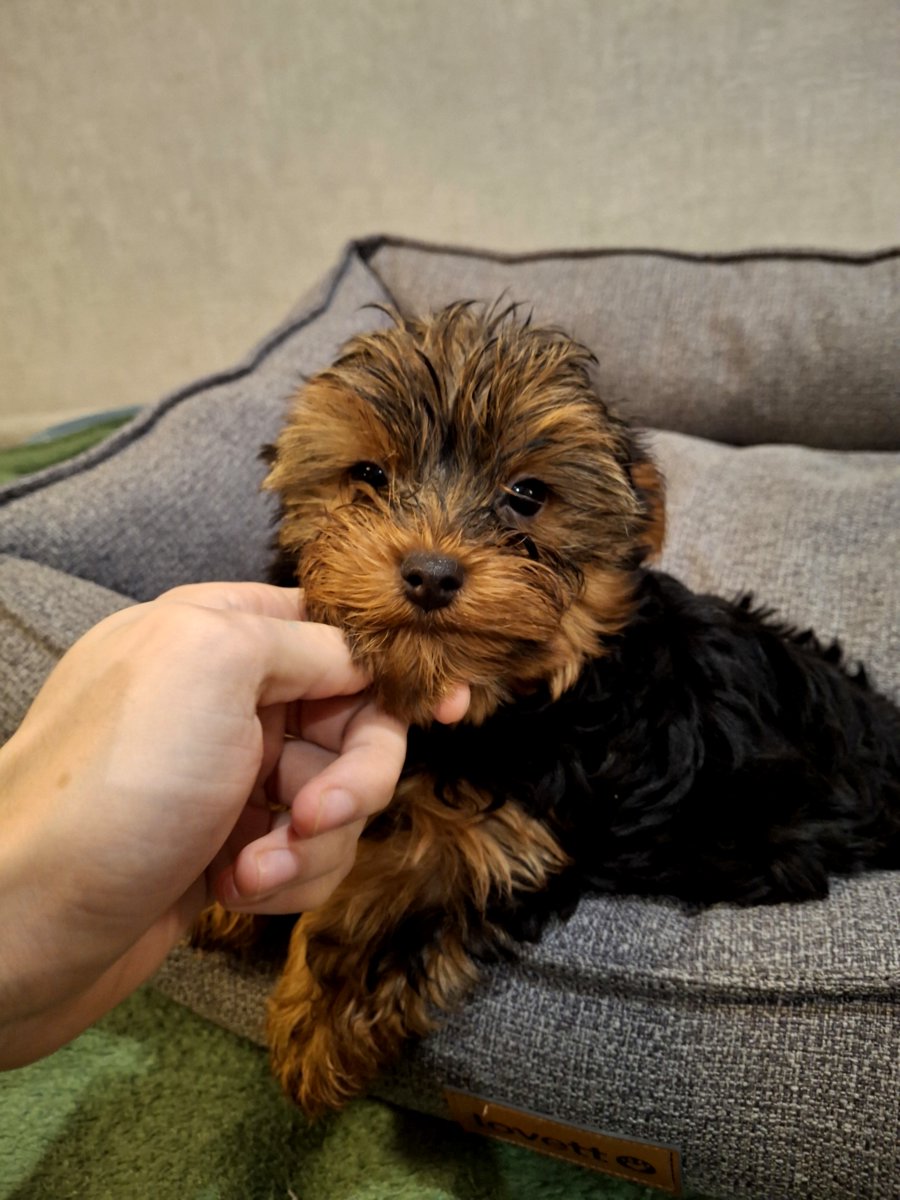 Чистокровные щенки Йоркширского Терьера.