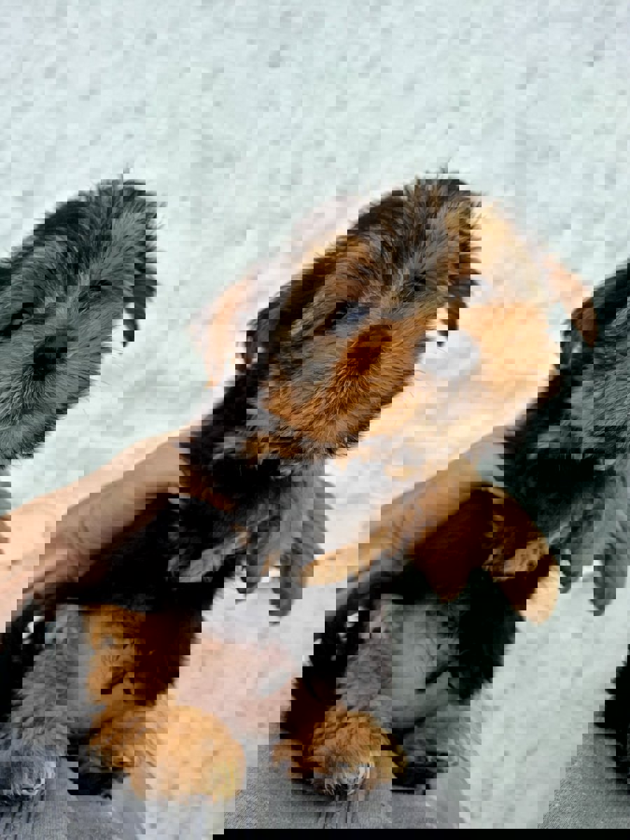 Чистокровные щенки Йоркширского Терьера.