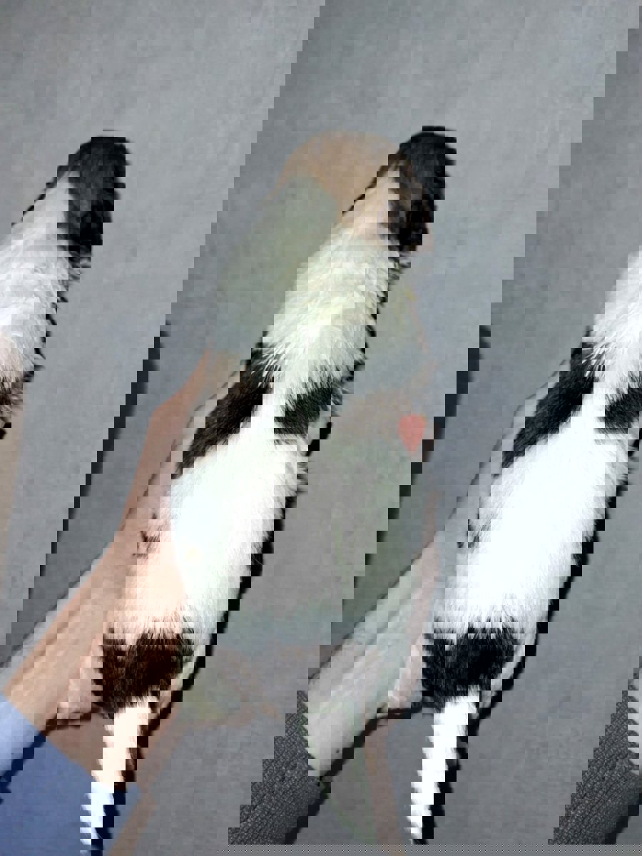 Идеальные чистокровные щенки Ши-Тцу.