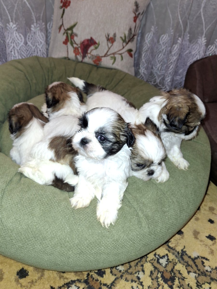 Идеальные чистокровные щенки Ши-Тцу.