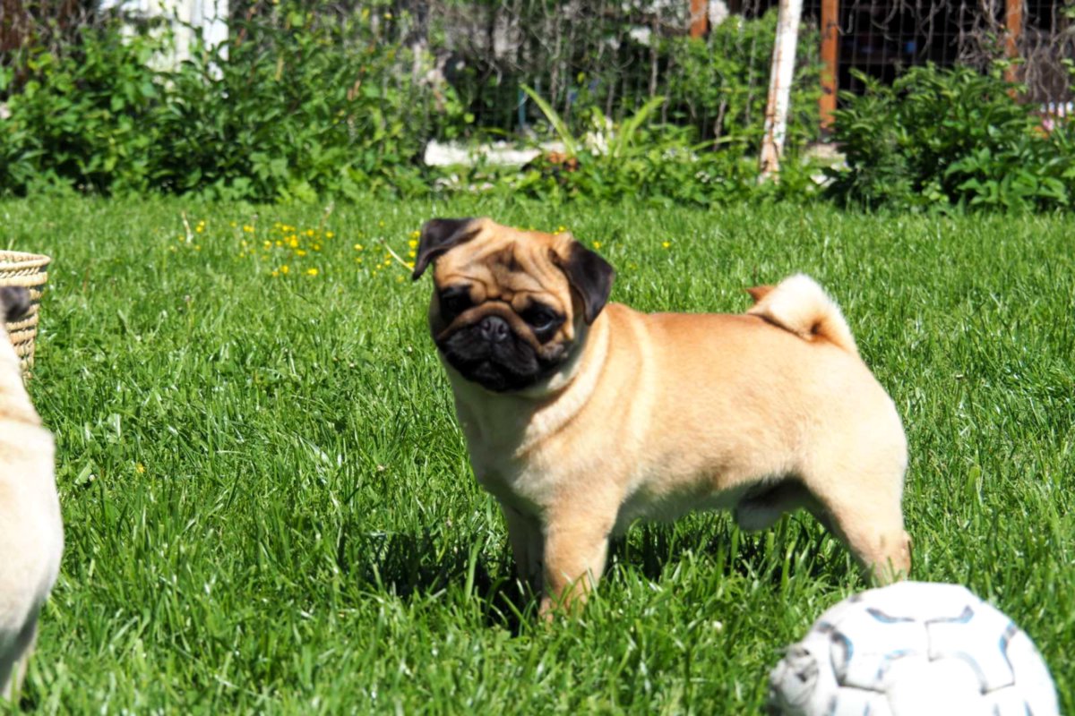 Абрикосовые щенки мопса!!!