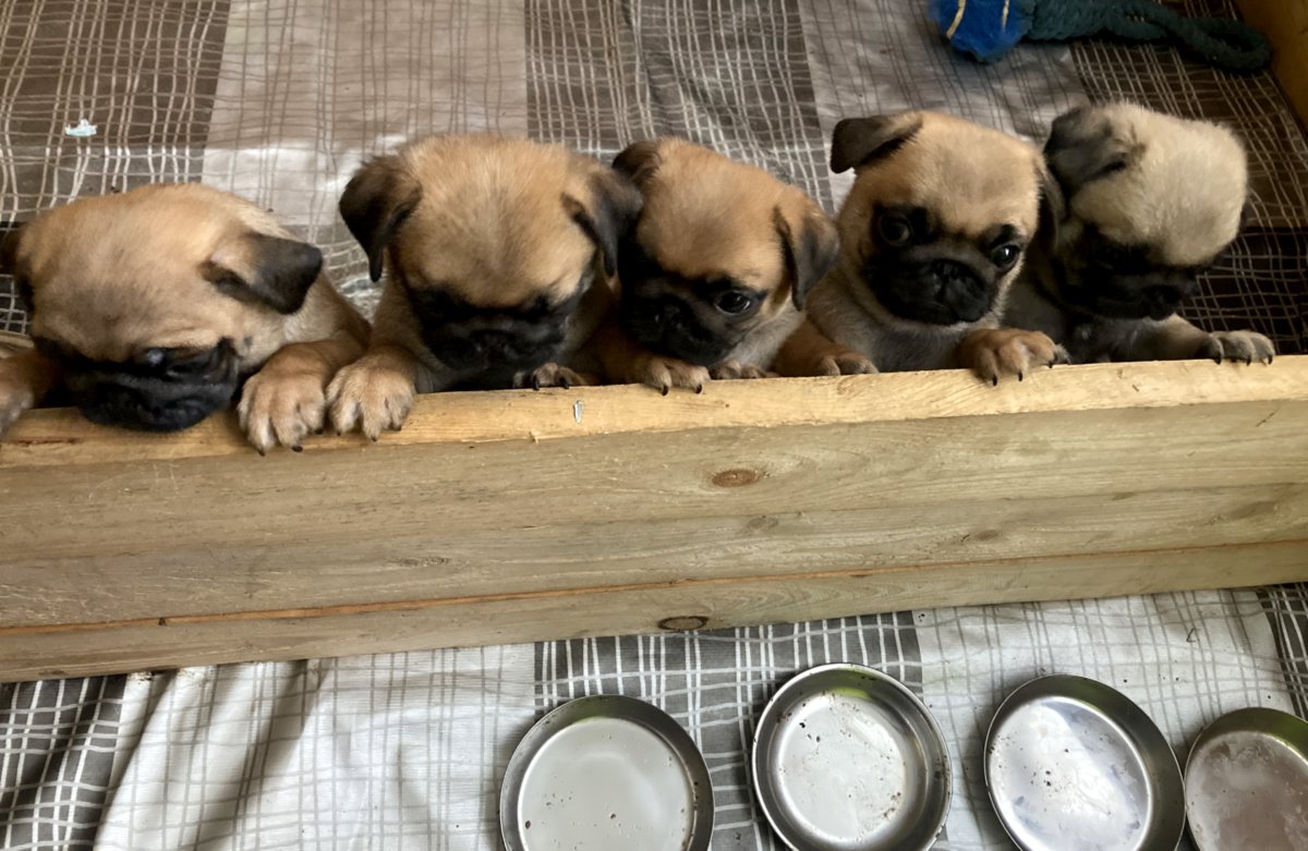 Абрикосовые щенки мопса!!!