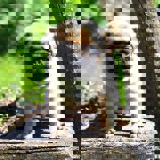 Абрикосовые щенки мопса!!!