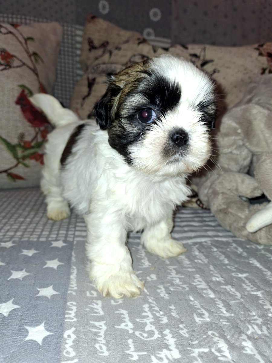 Идеальные щенки Ши-Тцу