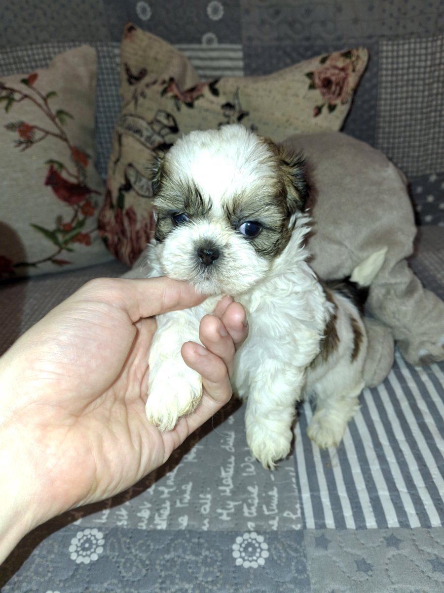 Идеальные щенки Ши-Тцу