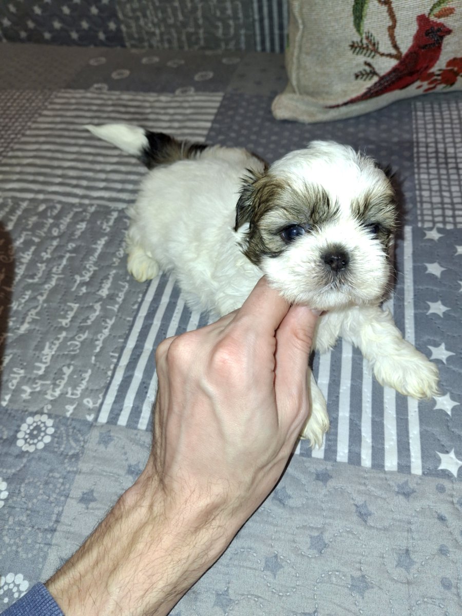 Идеальные щенки Ши-Тцу