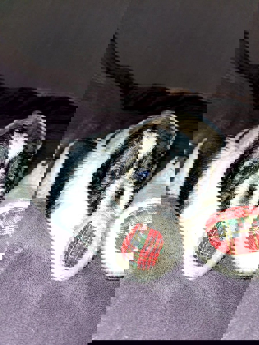 Идеальные щенки Ши-Тцу