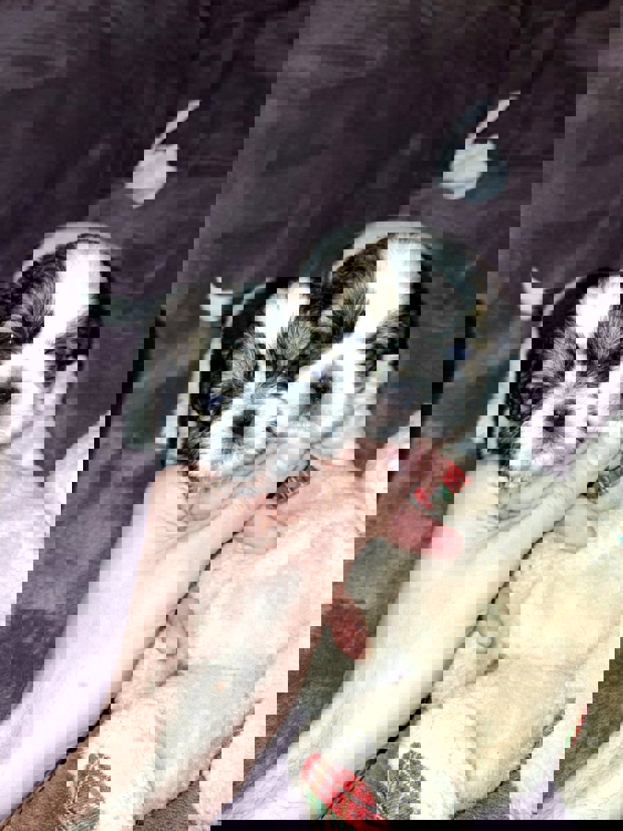 Идеальные щенки Ши-Тцу