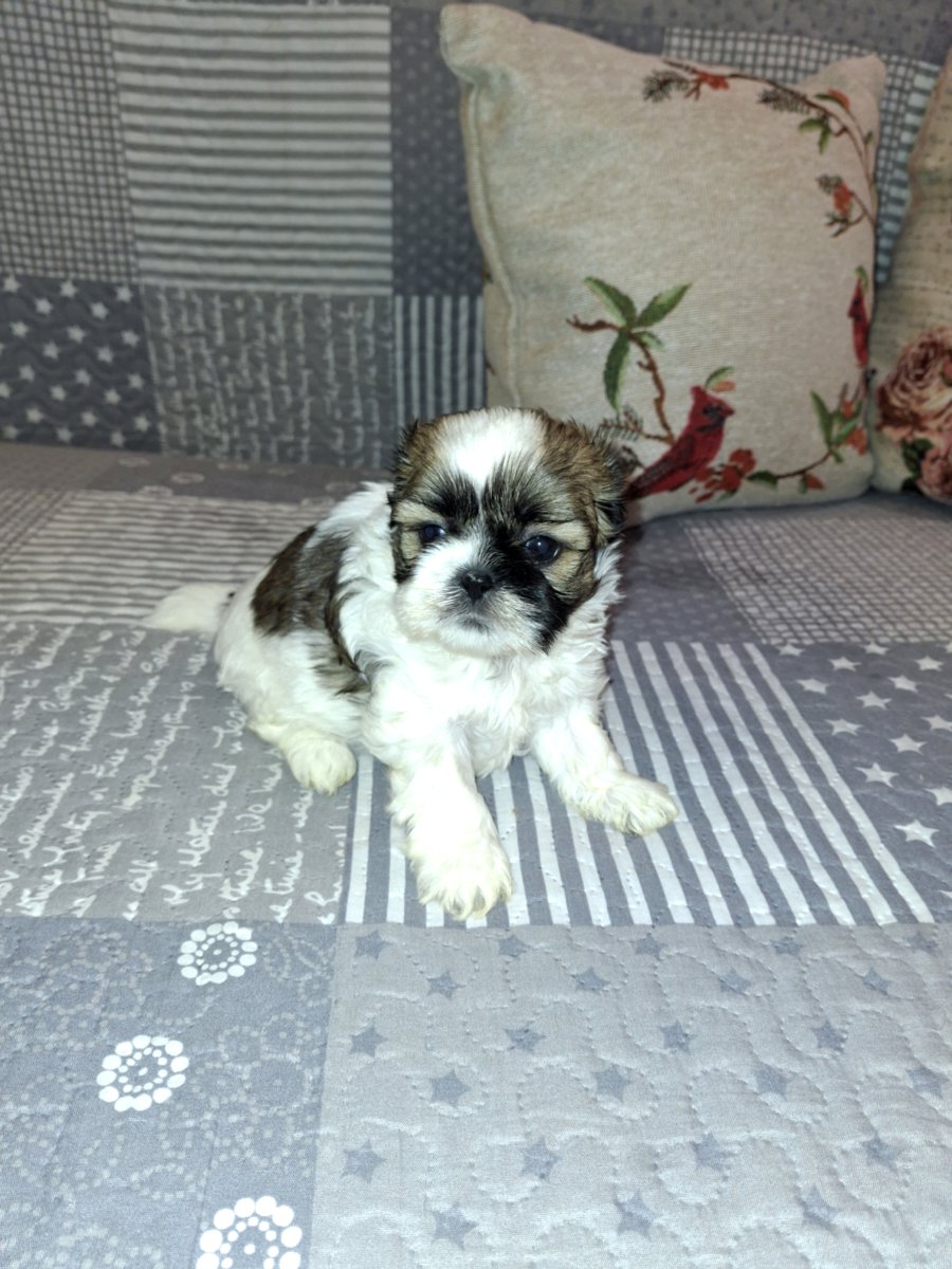 Идеальные щенки Ши-Тцу