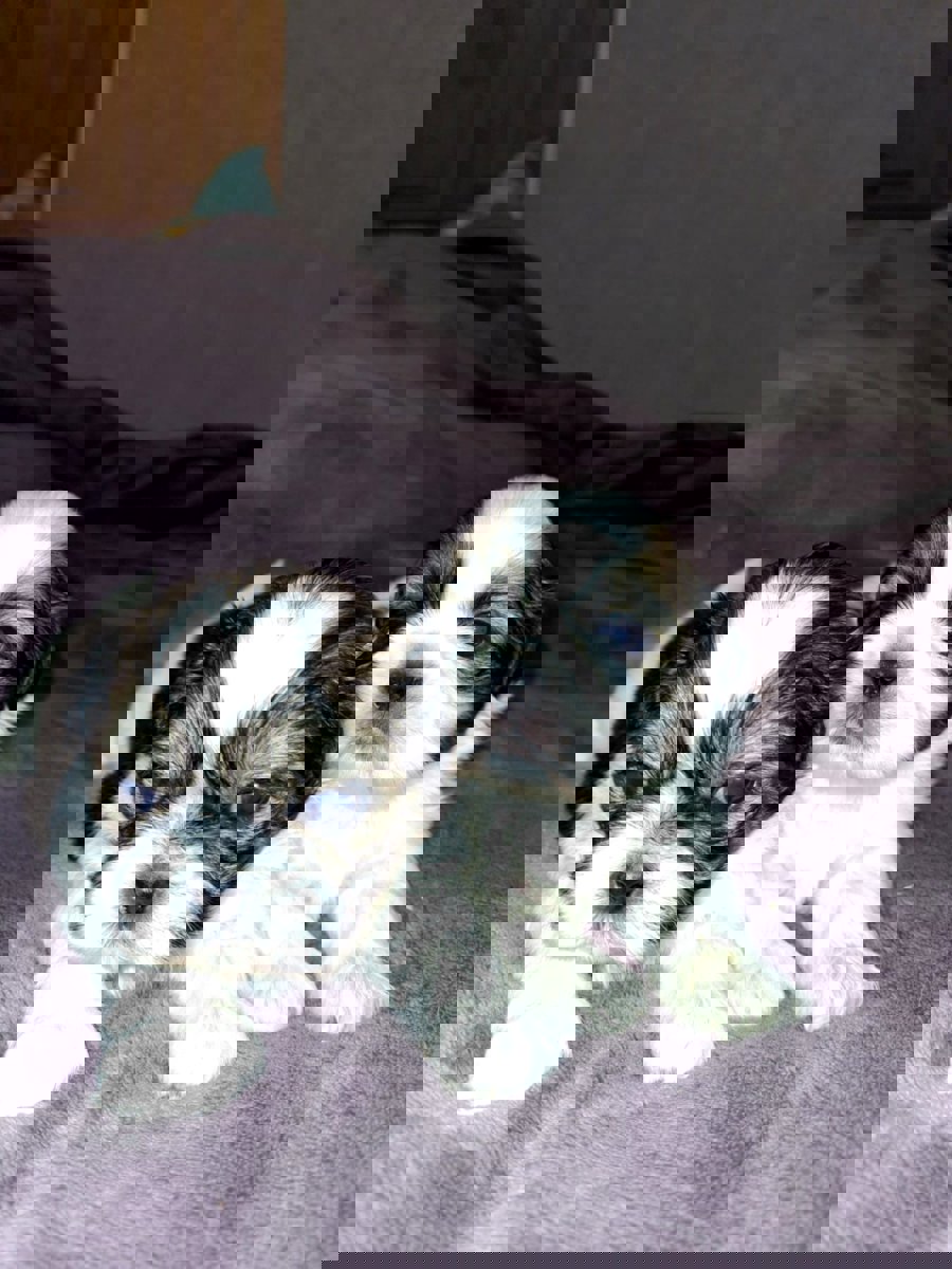 Идеальные щенки Ши-Тцу