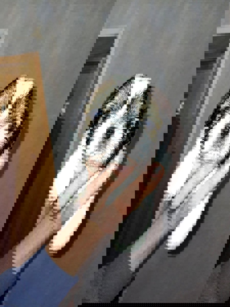 Идеальные щенки Ши-Тцу