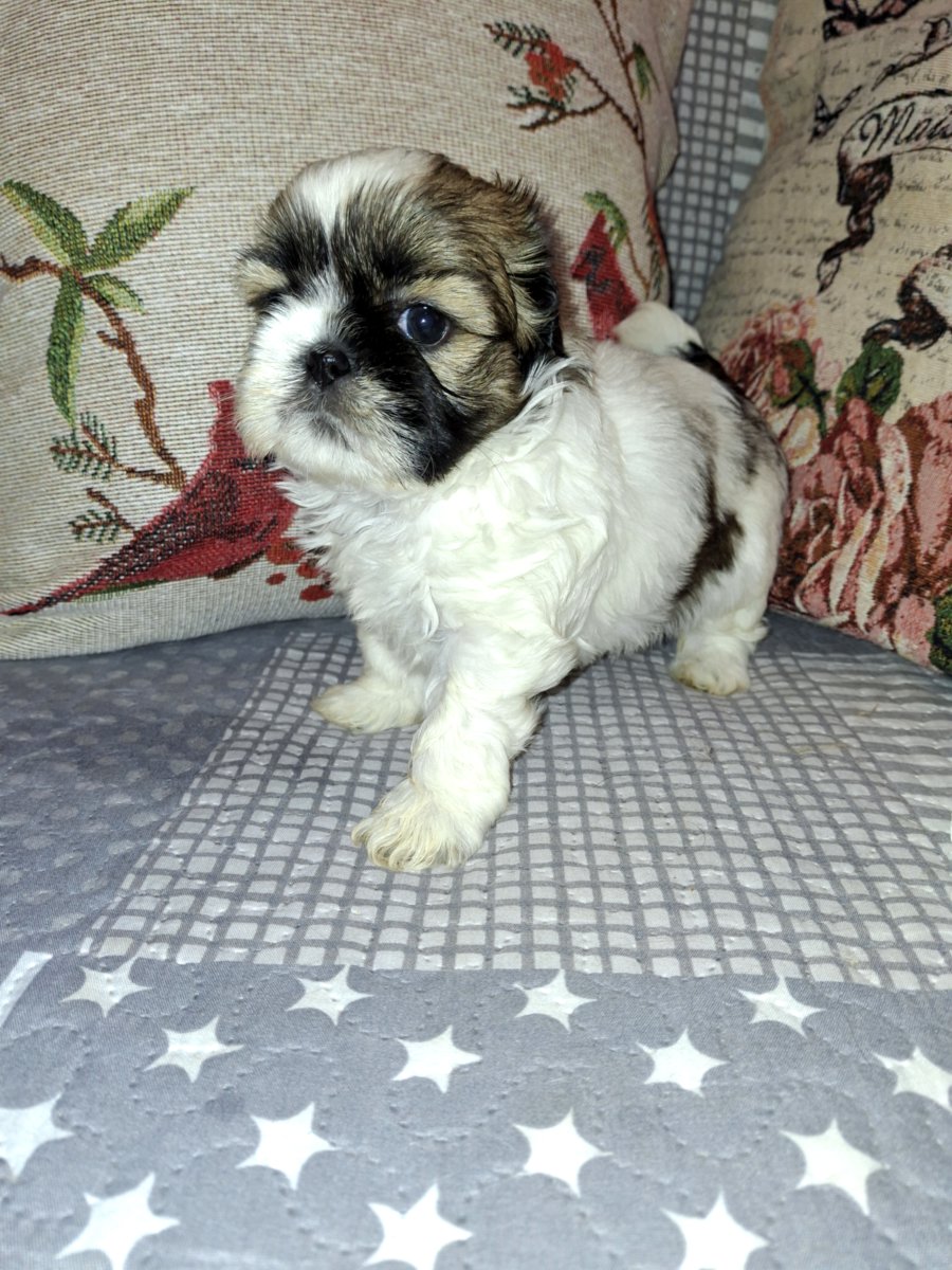 Идеальные чистокровные щенки Ши-Тцу.