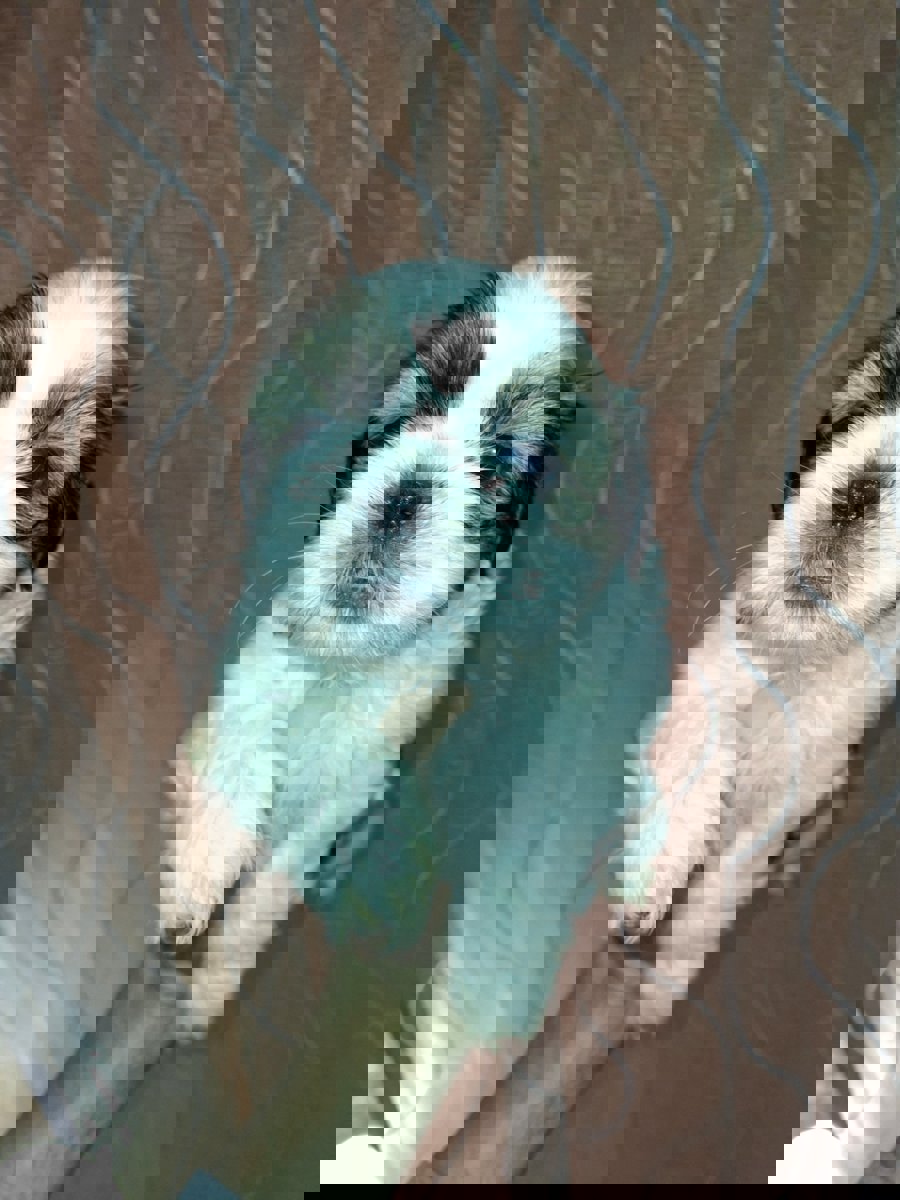 Идеальные щенки Ши-Тцу