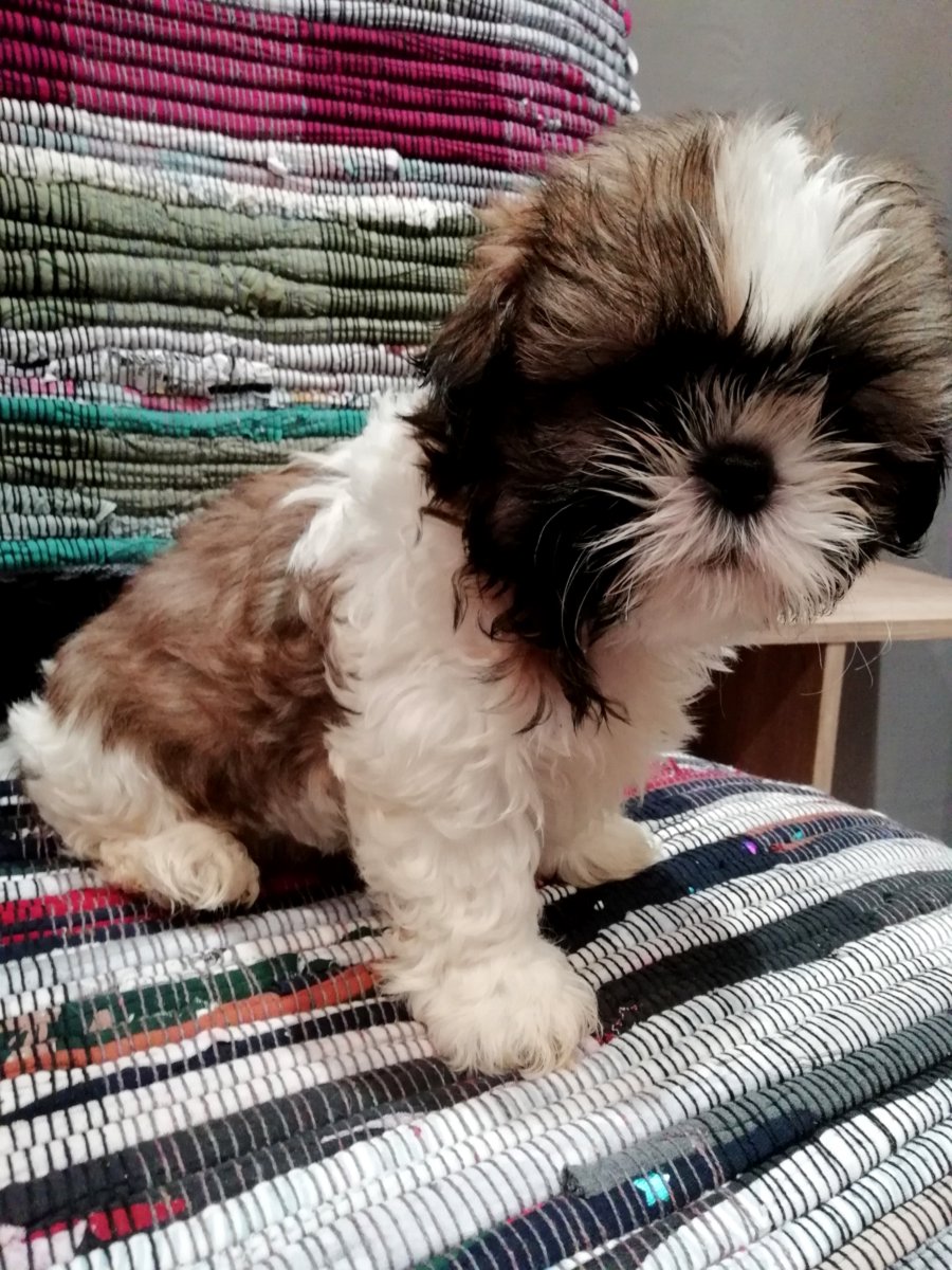 Идеальные щенки Ши-Тцу