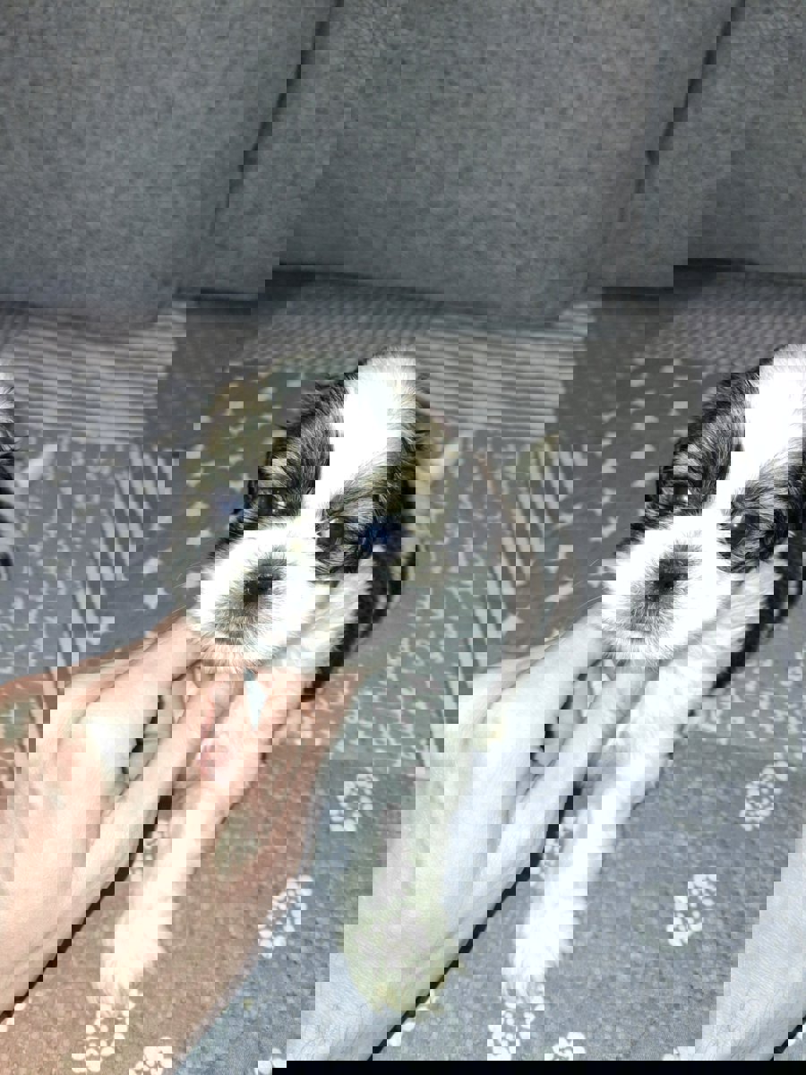 Идеальные щенки Ши-Тцу