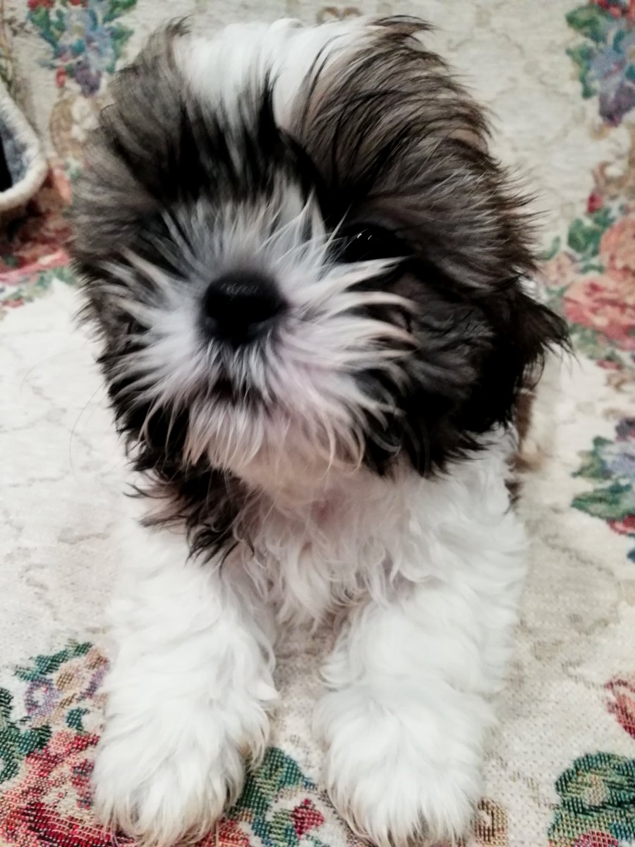 Идеальные щенки Ши-Тцу