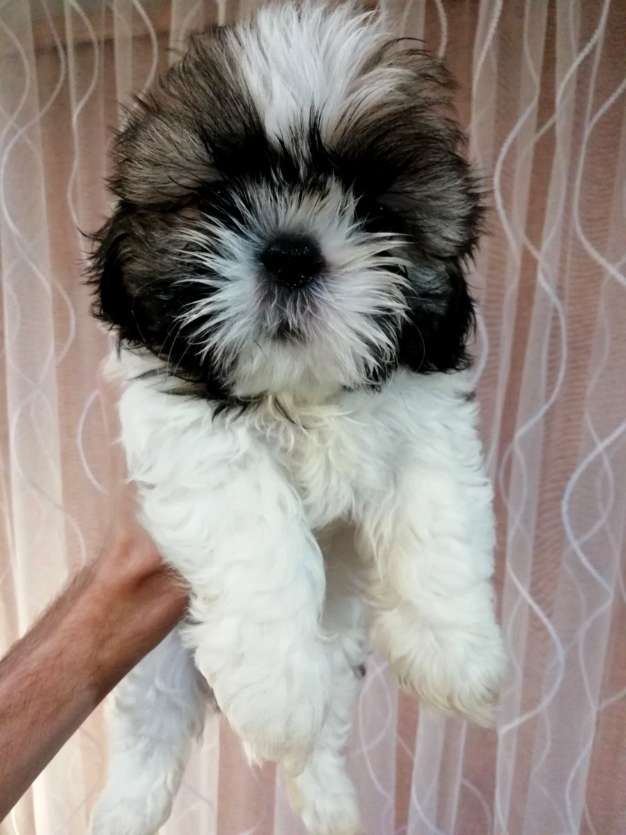 Идеальные щенки Ши-Тцу