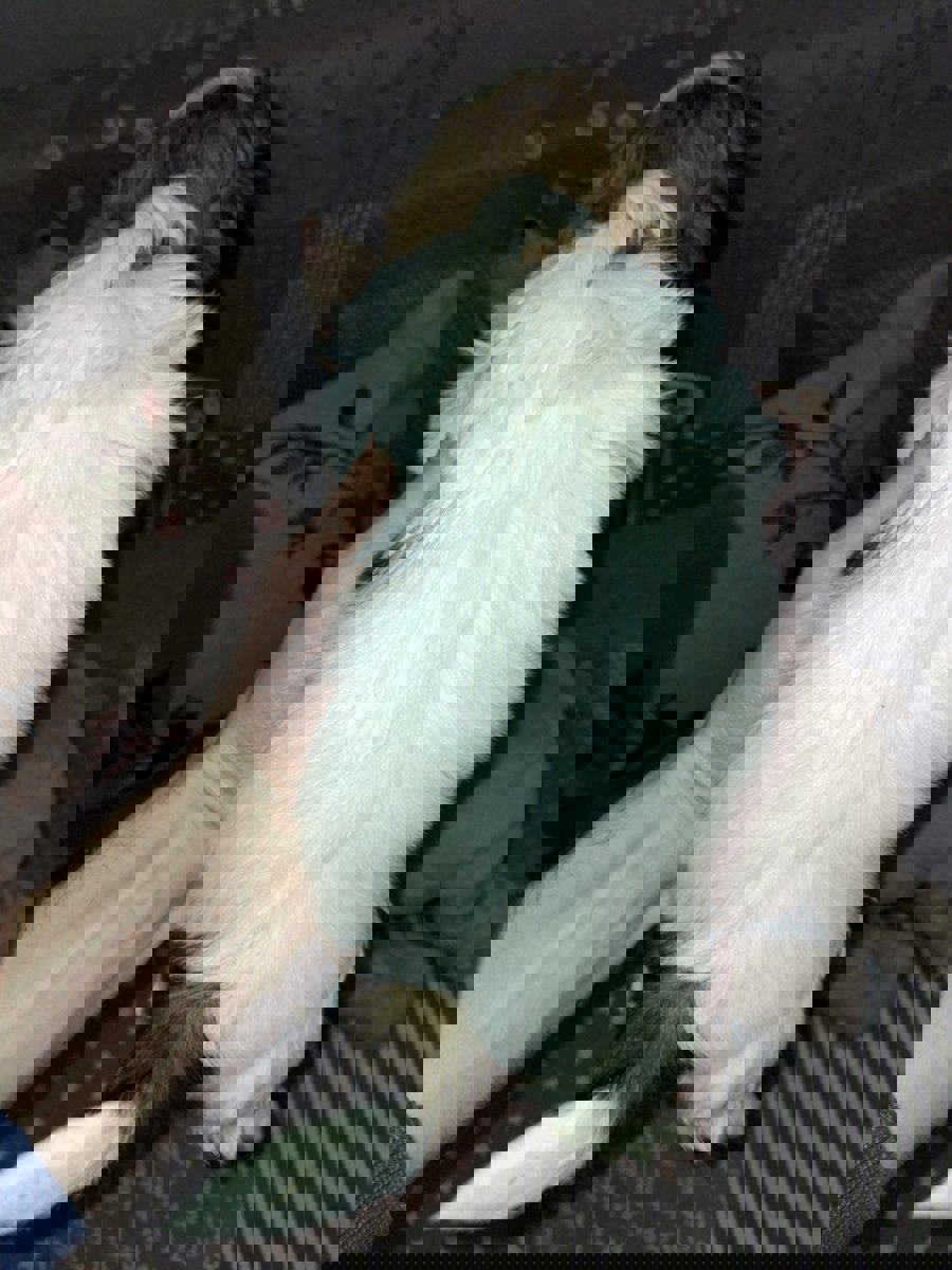 Идеальные щенки Ши-Тцу