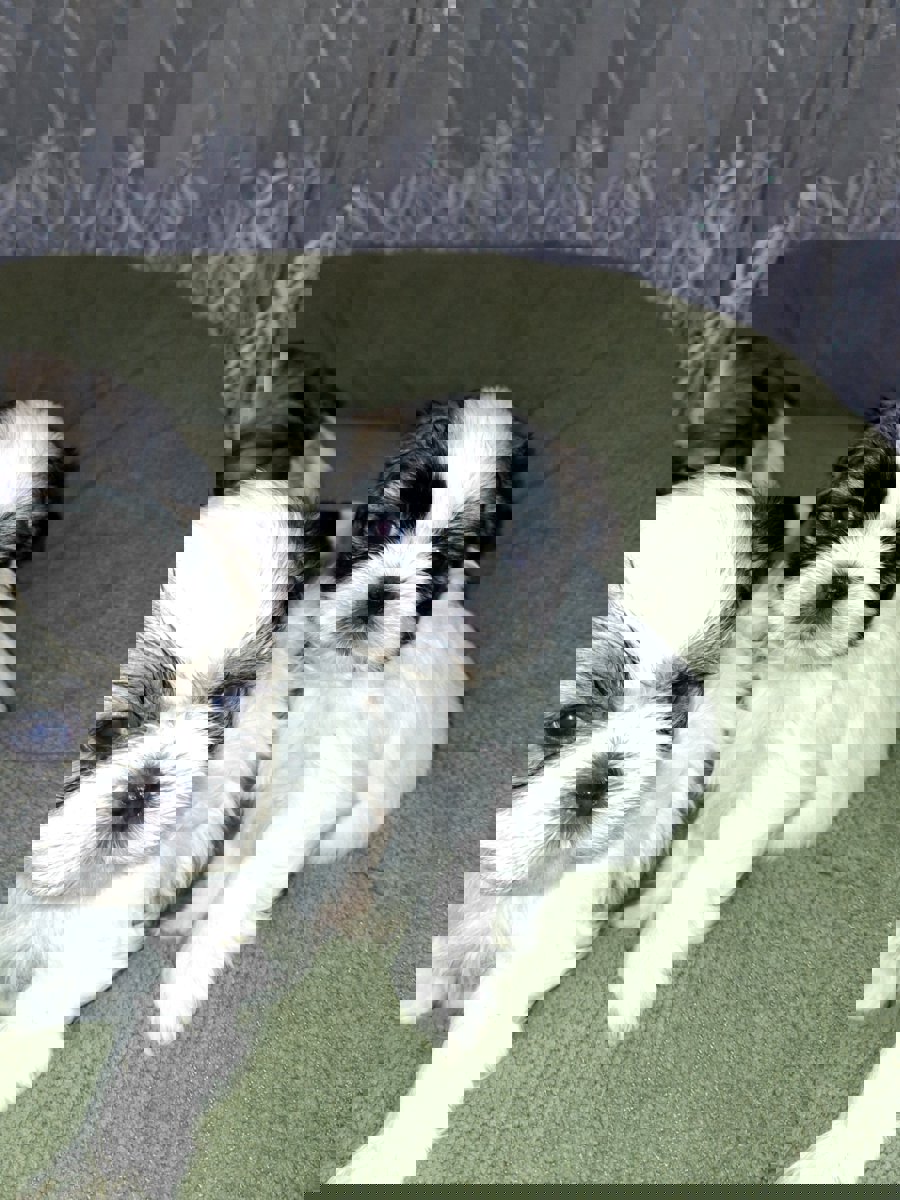 Идеальные щенки Ши-Тцу