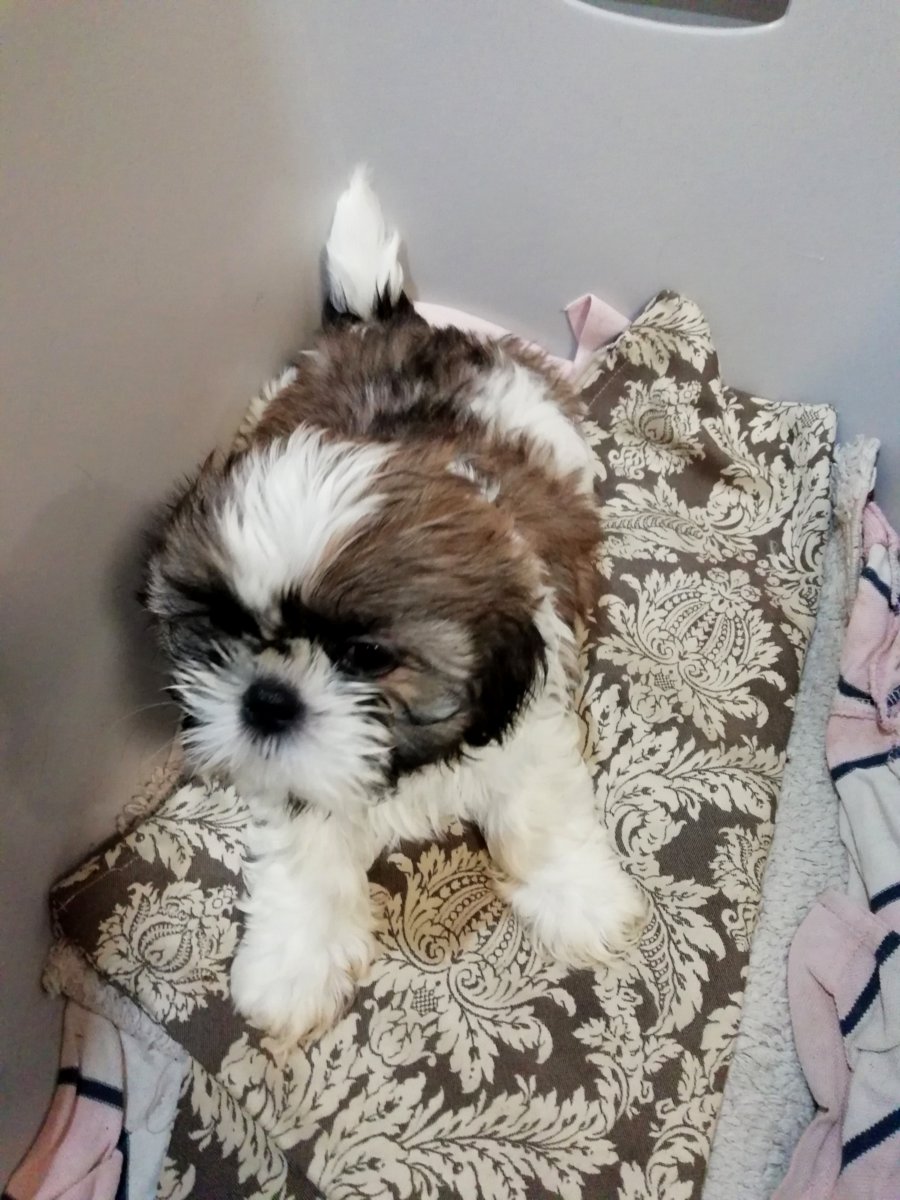 Идеальные щенки Ши-Тцу