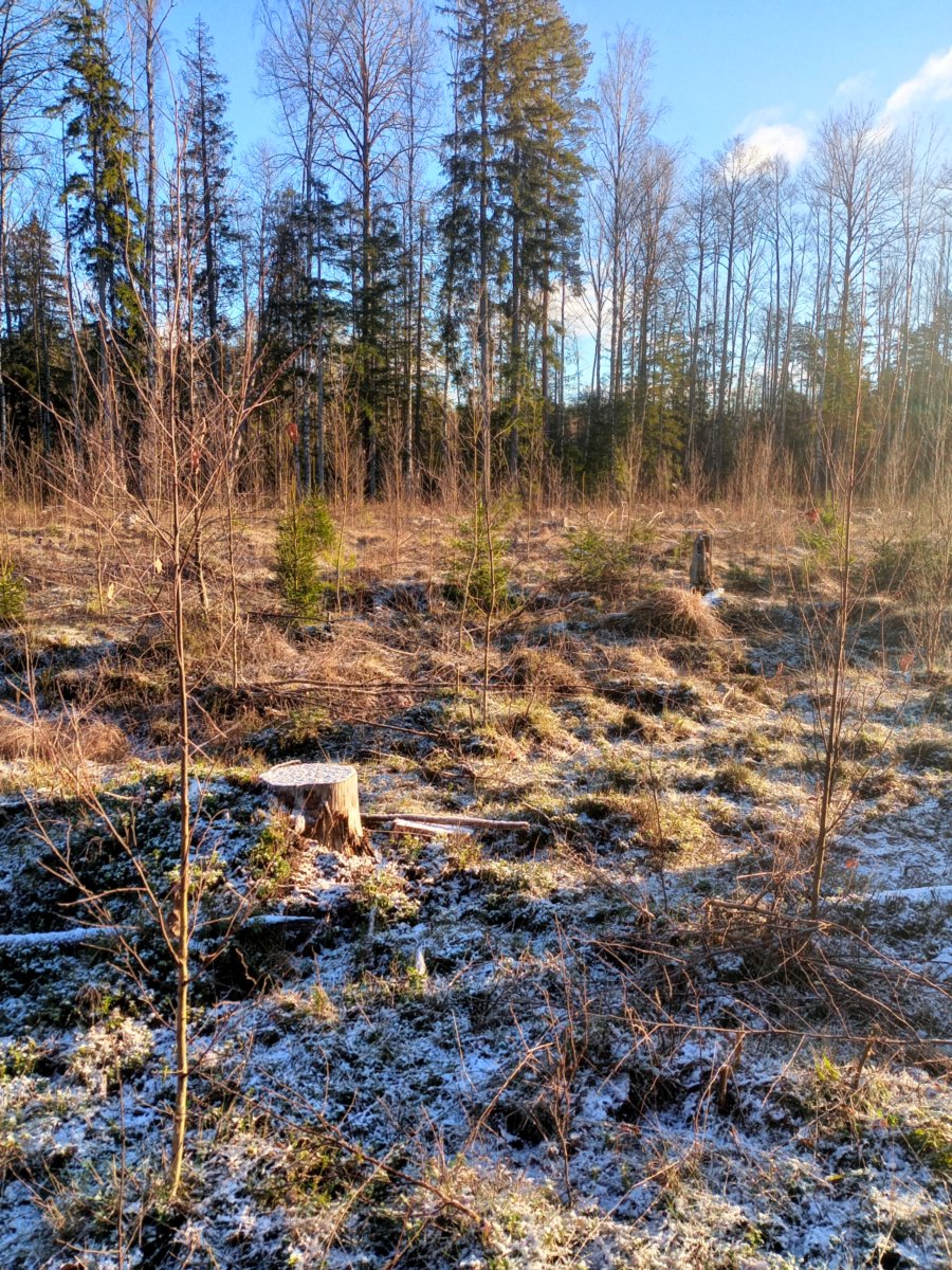 Pļaušana un stādīšana Kurzemē: Divi vīri ar savu tehniku (25 EUR/h)