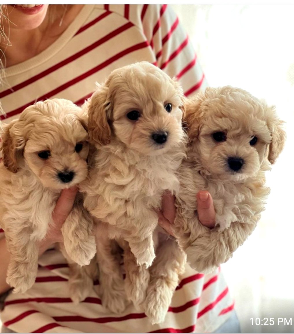 Maltipoo kucēni