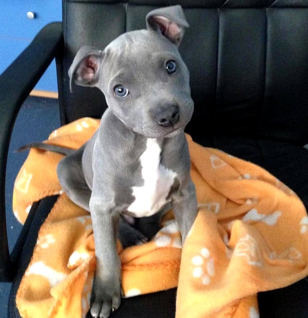 Amerikāņu pitbulterjera kucēni