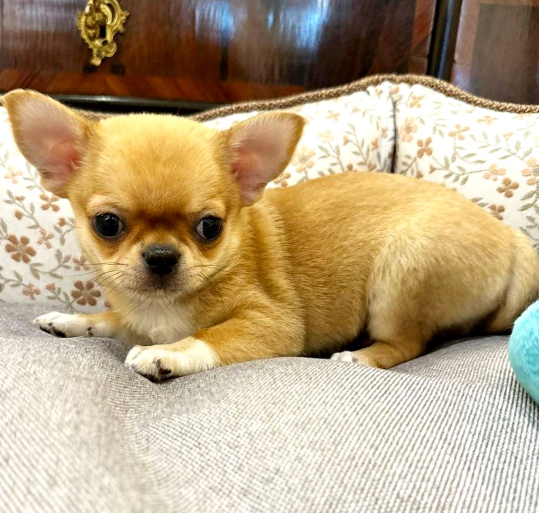 Chihuahua Puppies