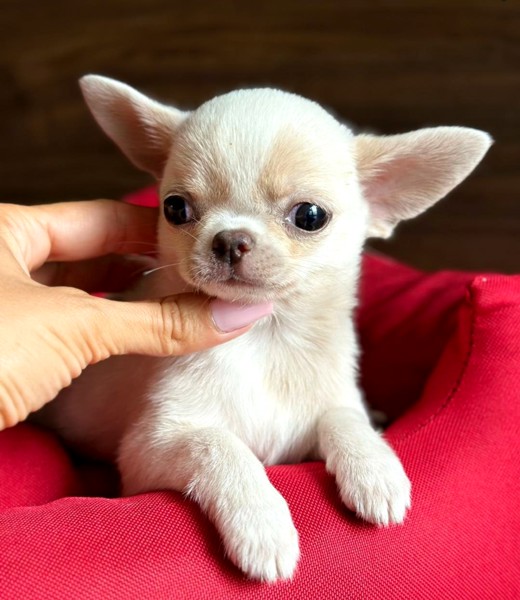 Chihuahua Puppies