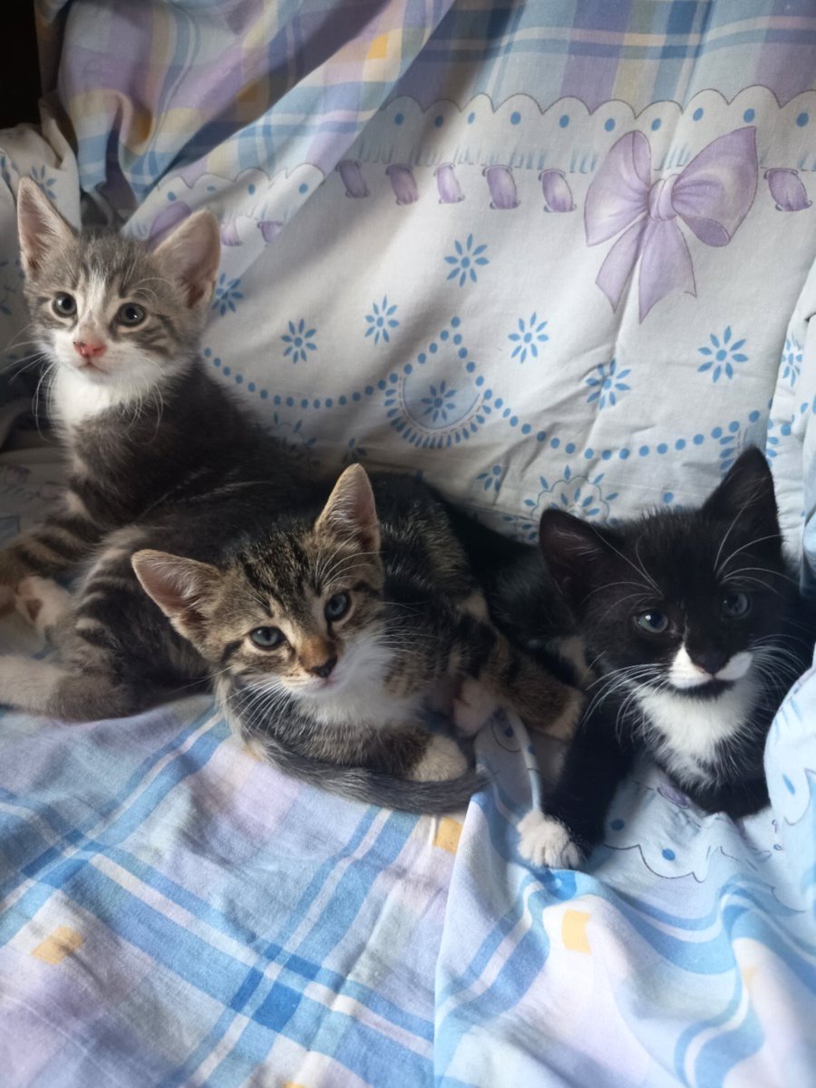 2 кота и одна кошечка 😺😸😻