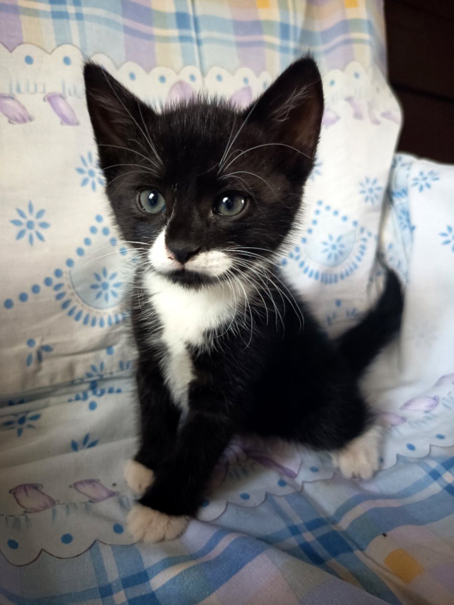 2 кота и одна кошечка 😺😸😻