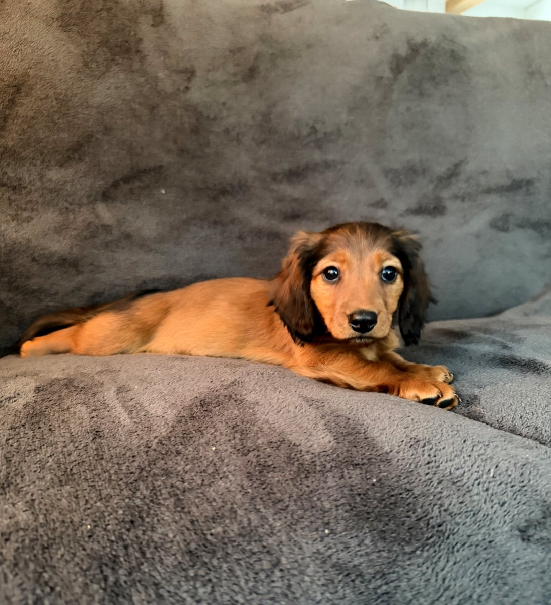 Длинношерстная такса (стандартная)