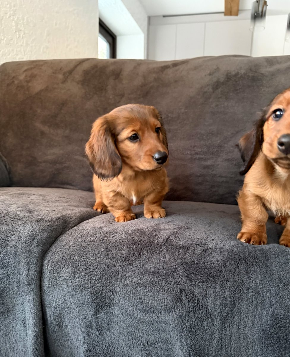 Длинношерстная такса (стандартная)