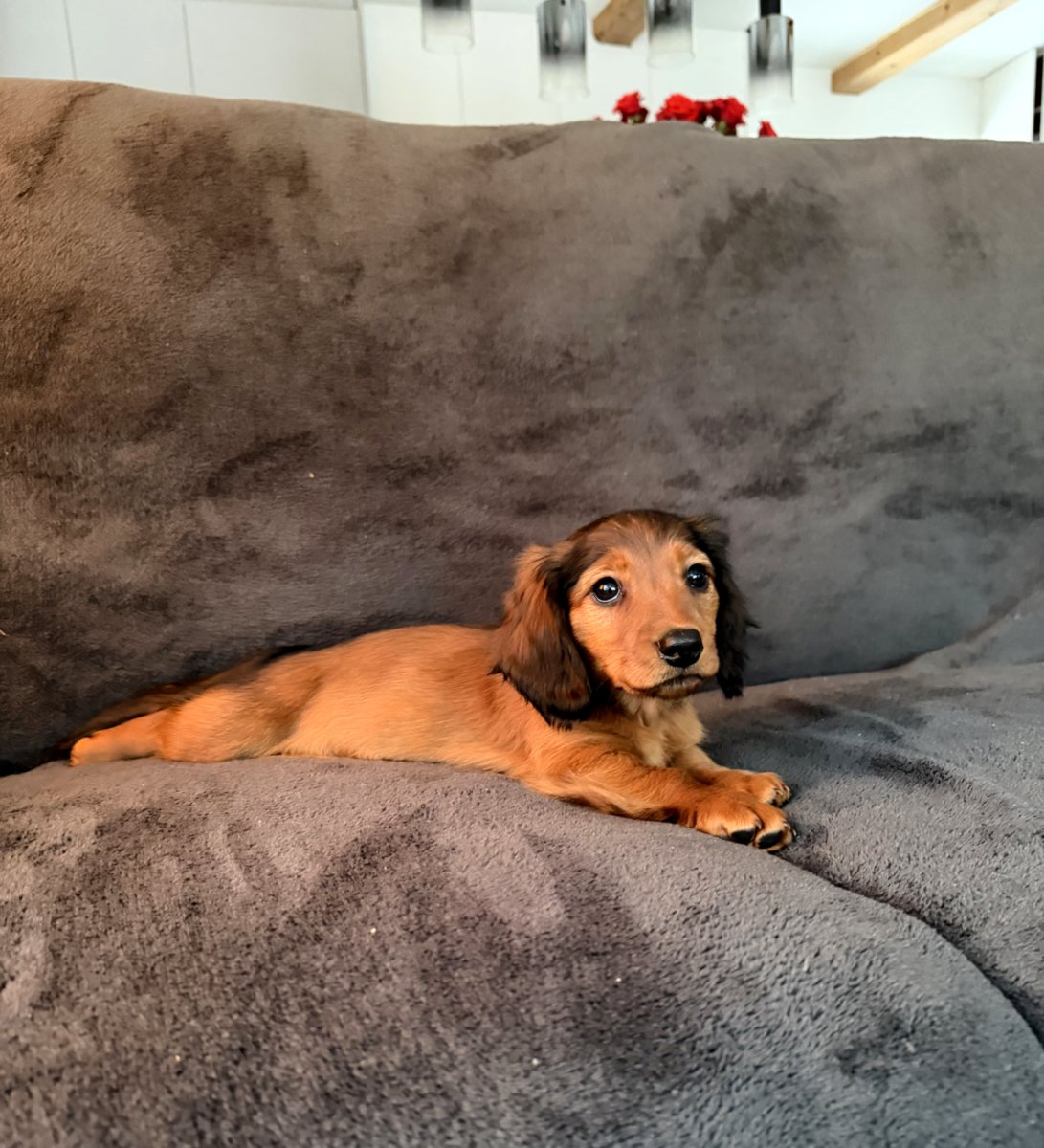 Длинношерстная такса (стандартная)