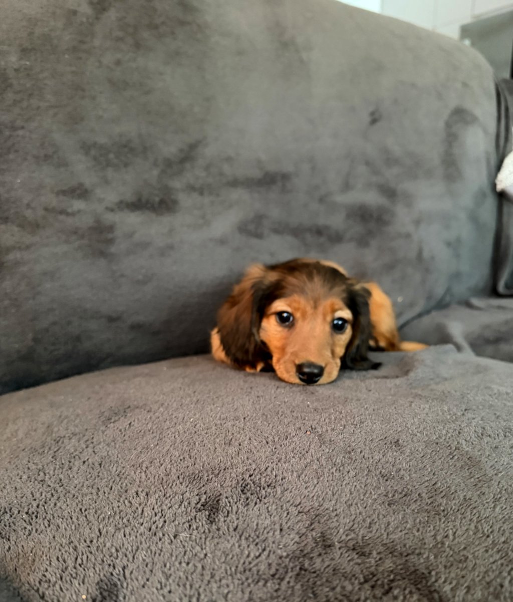 Длинношерстная такса (стандартная)