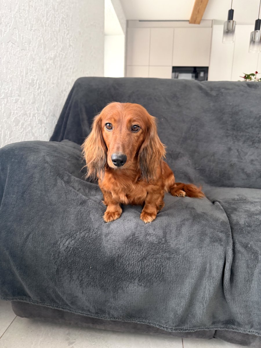 Длинношерстная такса (стандартная)