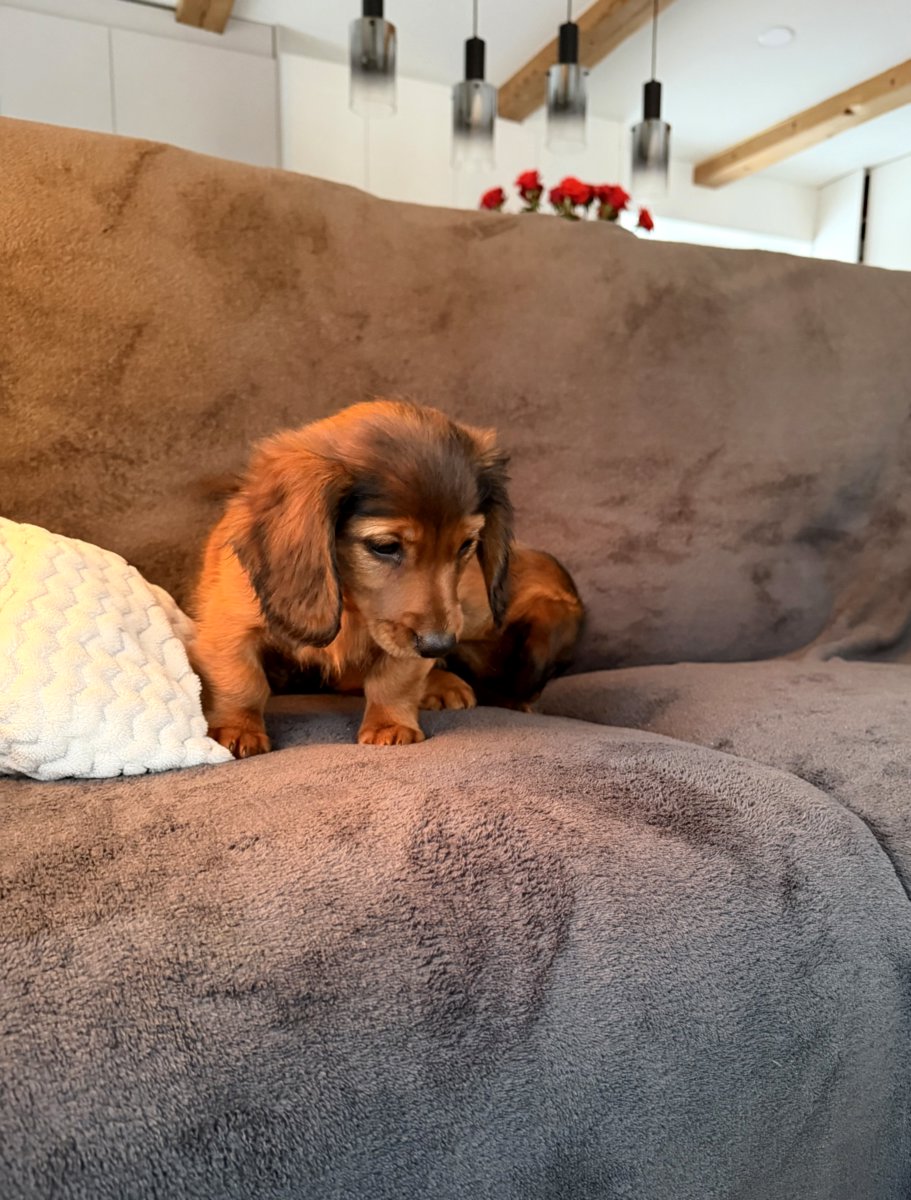 Длинношерстная такса (стандартная)