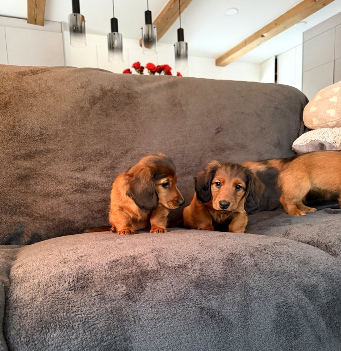 Длинношерстная такса (стандартная)