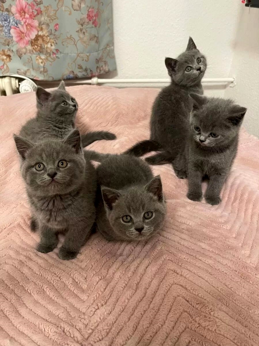 3 Females left! TICA Reg British Shorthairs