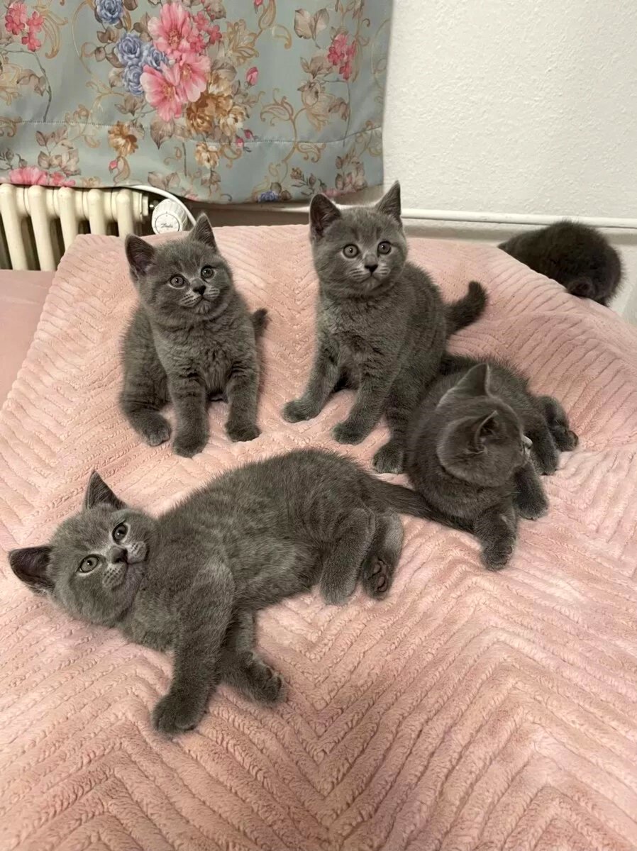 3 Females left! TICA Reg British Shorthairs