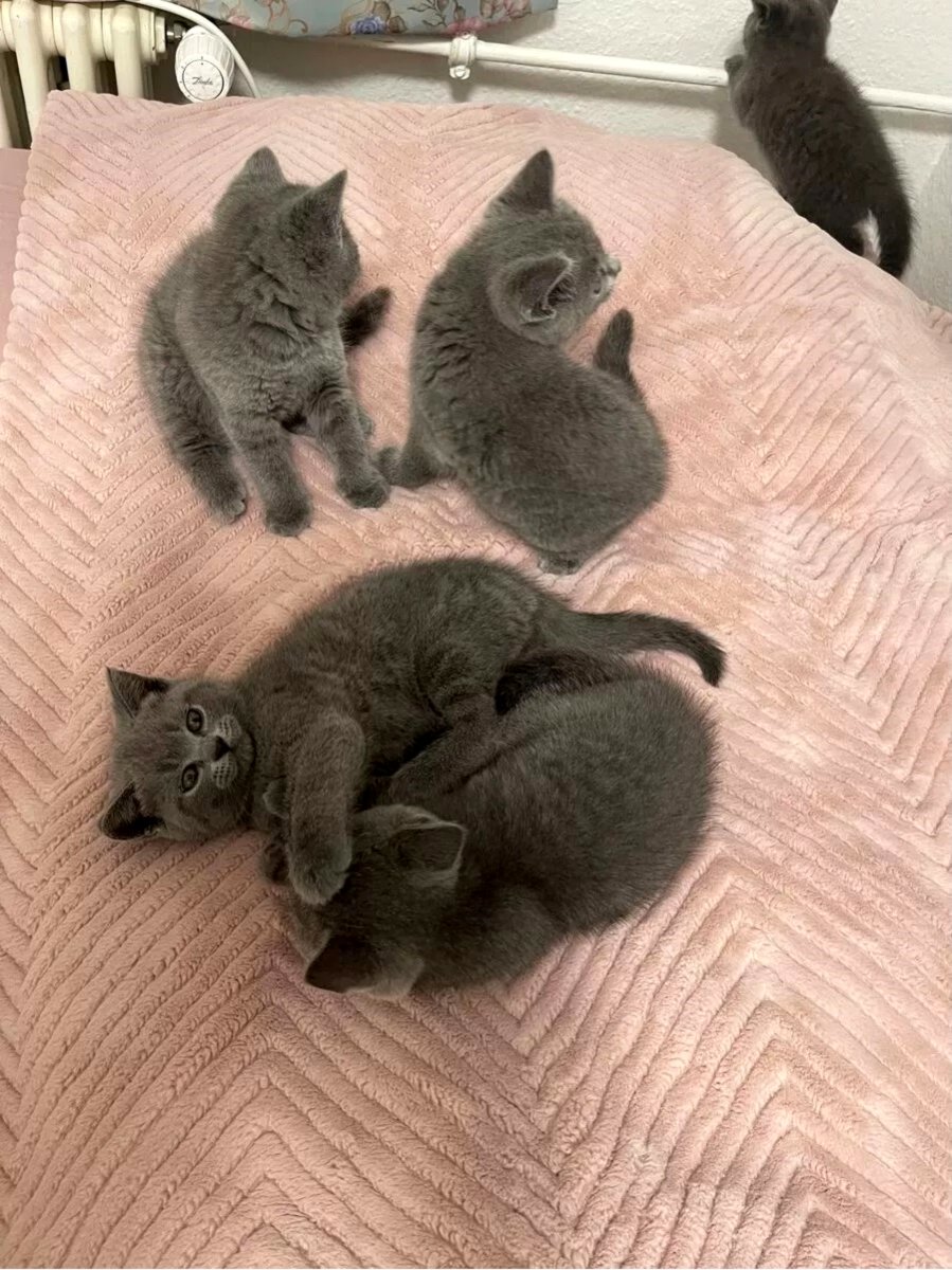 3 Females left! TICA Reg British Shorthairs