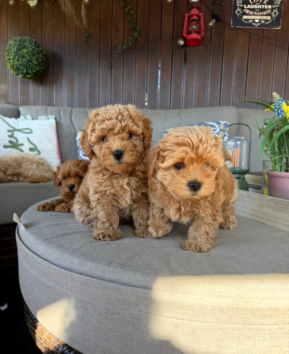 Adorable Maltipoo Babies