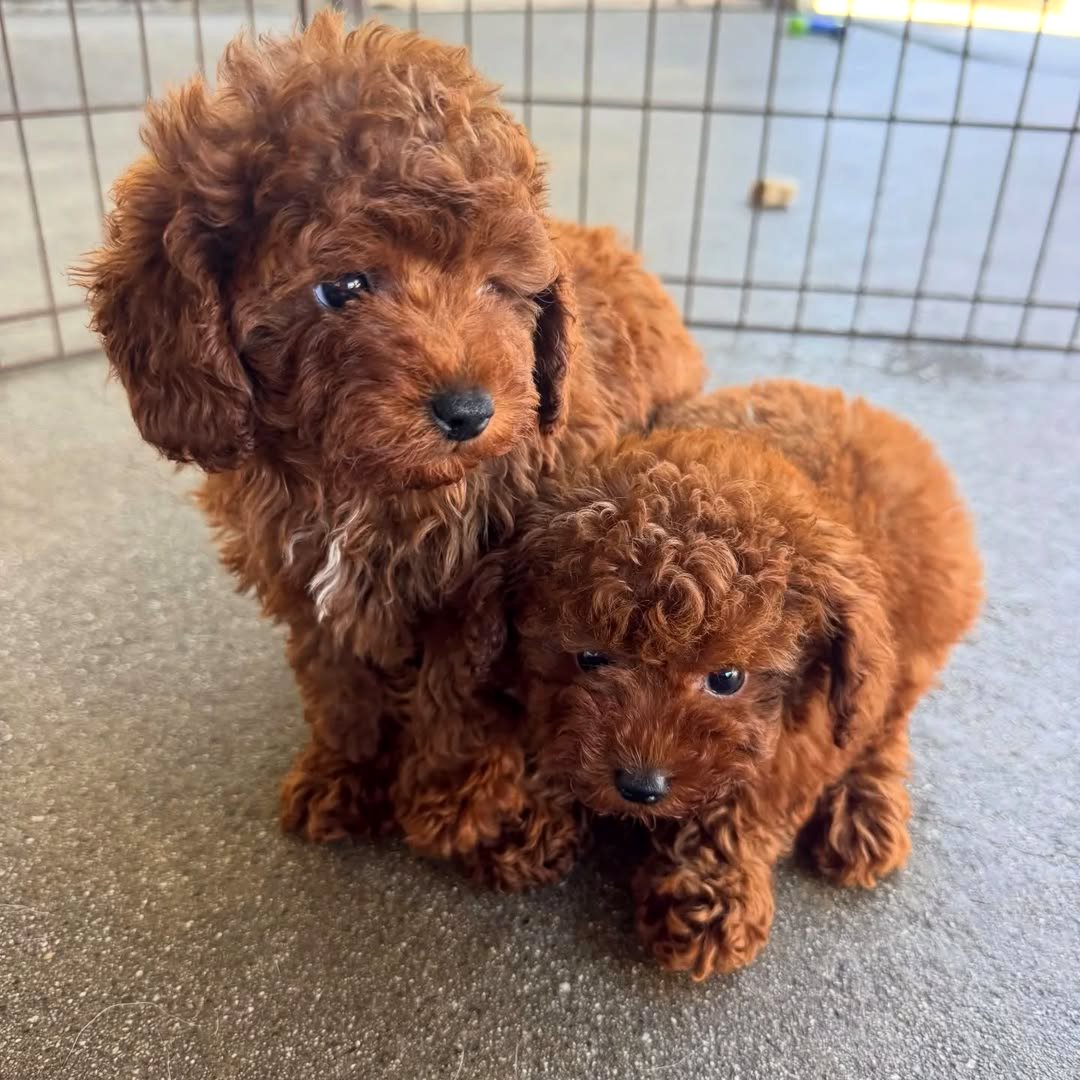 Adorable Toy Poodle Puppies.