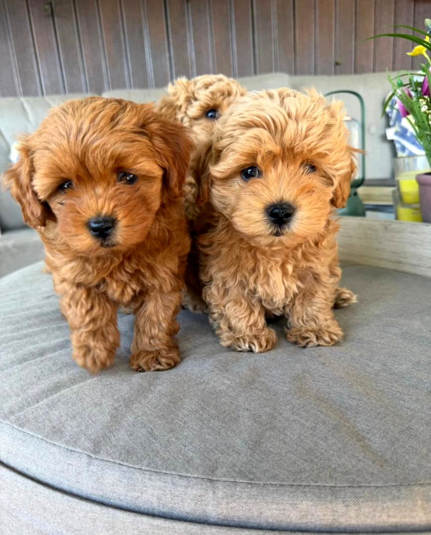 Adorable Maltipoo Babies
