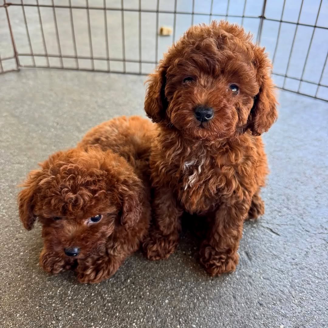 Adorable Toy Poodle Puppies.
