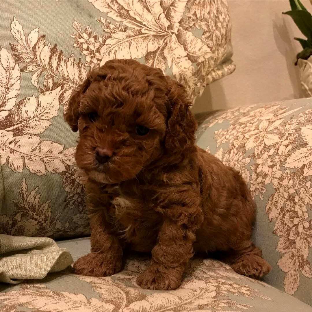 Adorable Toy Poodle Puppies.