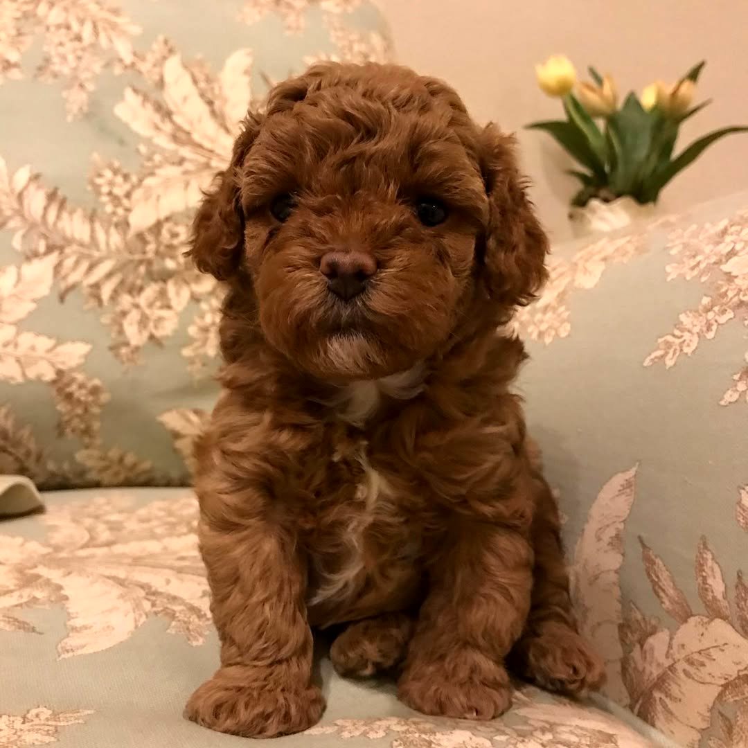 Adorable Toy Poodle Puppies.