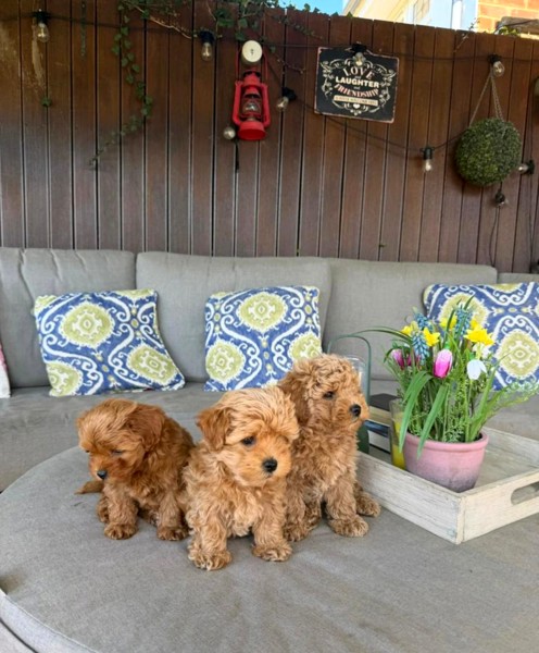 Adorable Maltipoo Babies